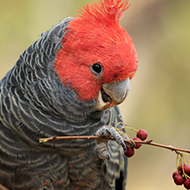 Endangered Australian birds top music charts