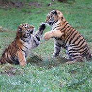 Endangered Amur tiger cubs delighting zoo visitors