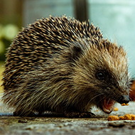Green spaces necessary for urban hedgehogs' survival