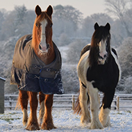 Horse owners urged to be 'rug-wise' this winter