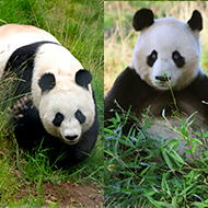 Giant pandas to stay in Edinburgh until 2023