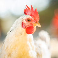 Further avian flu cases confirmed