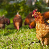 Chief vet urges 'urgent action' over avian flu