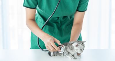 New collaboration to empower VNs to 'speak up for cats'