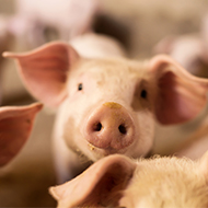 Study sheds light on why pigs don't get sick from COVID-19