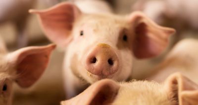 Study sheds light on why pigs don't get sick from COVID-19