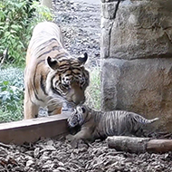 Endangered tiger cub takes first steps outside