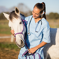 RVC and Penn Vet unveil new equine research scholarship 