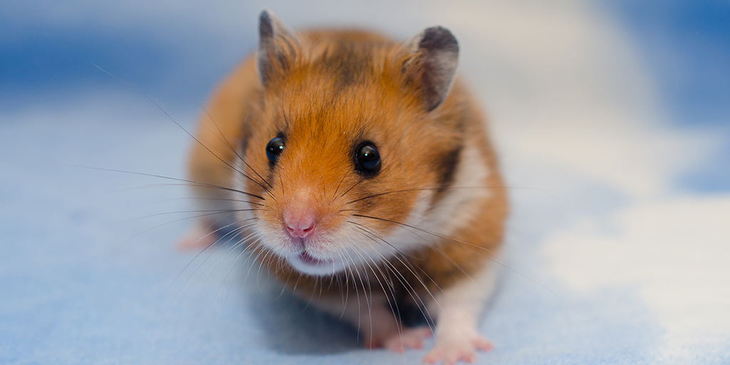 Two thousand hamsters in Hong Kong to be culled