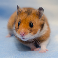 Two thousand hamsters in Hong Kong to be culled