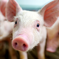 DNA study offers fresh insights into pig muscle growth