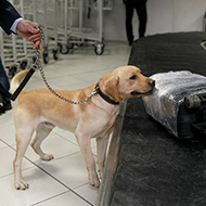 Scottish detector dogs to help stop spread of exotic animal diseases