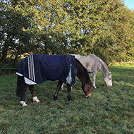 Free equine worm control webinar