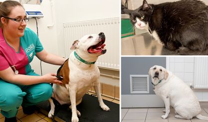 PDSA asks owners to #WeighUp pets