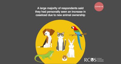 Reports highlight increased caseload during COVID-19