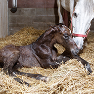 First case of Fragile Foal Syndrome found in thoroughbred horse 