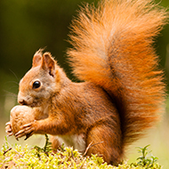 Red squirrel conservation strategies negatively impact species - study