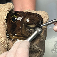 Porcupine pufferfish gets beak trimmed 
