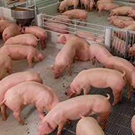 Calls for greater support for the pig sector