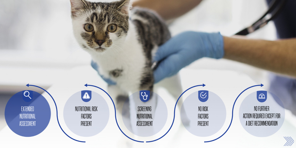 WSAVA launches new online nutrition course