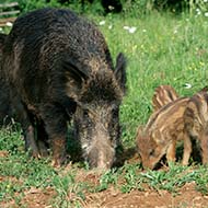 African Swine Fever confirmed in Italy