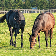 Vets express concern over cheap wormer promotion