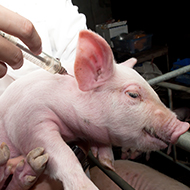 Fresh insights into how how pig immune system fights flu