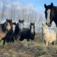 Herd of forty ponies rescued by welfare charities