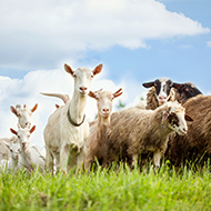 Workshop to highlight smart tech for sheep farmers