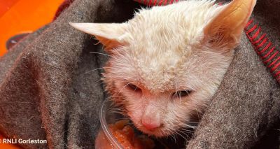 Stranded cat rescued by RNLI
