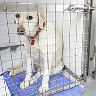 SVN seeks help with canine behaviour dissertation