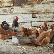 Fresh warning to bird keepers over avian flu