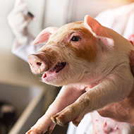 RVC study on needle reuse in piglets