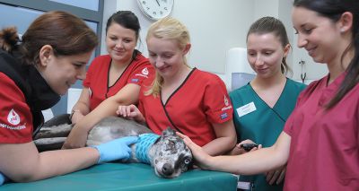 Online transfusion medicine course launched