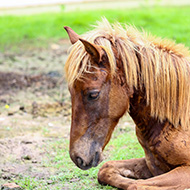 Scientists discuss new approaches to equine grass sickness