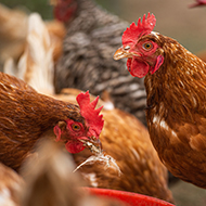 New benefits discovered for novel avian flu vaccine