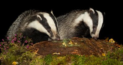 MPs to debate badger culling petition