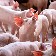 Algorithm created to reveal pig emotion