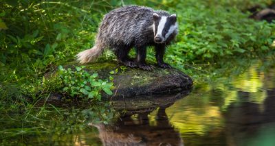 BVA welcomes new study on badger culling