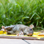 Vets welcome glue trap ban