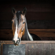 Harrowing tales of equine suffering reported in Ukraine