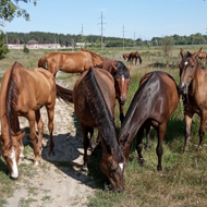 UK farm asks for support to rescue Ukrainian horses