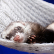Tunnels and scent trails 'beneficial' to ferret welfare 