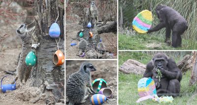 Easter treats for animals at ZSL London Zoo
