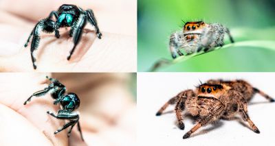 Regal jumping spiders arrive at ZSL London Zoo