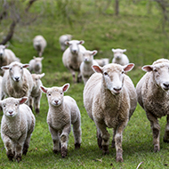 New sheep flock tool to help improve vet-farmer engagement 
