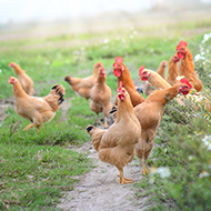 Poultry housing measures set to end 