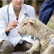 Sheep Vet Society announces upcoming conference programme
