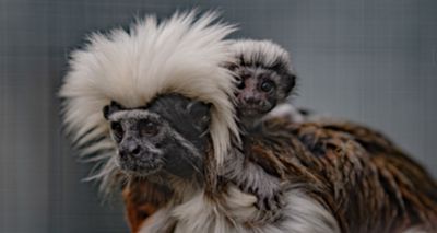Rare cotton-top tamarin born at Chester Zoo