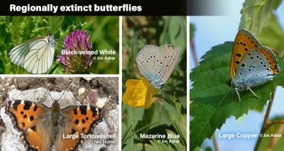 Half of British butterfly species threatened with extinction